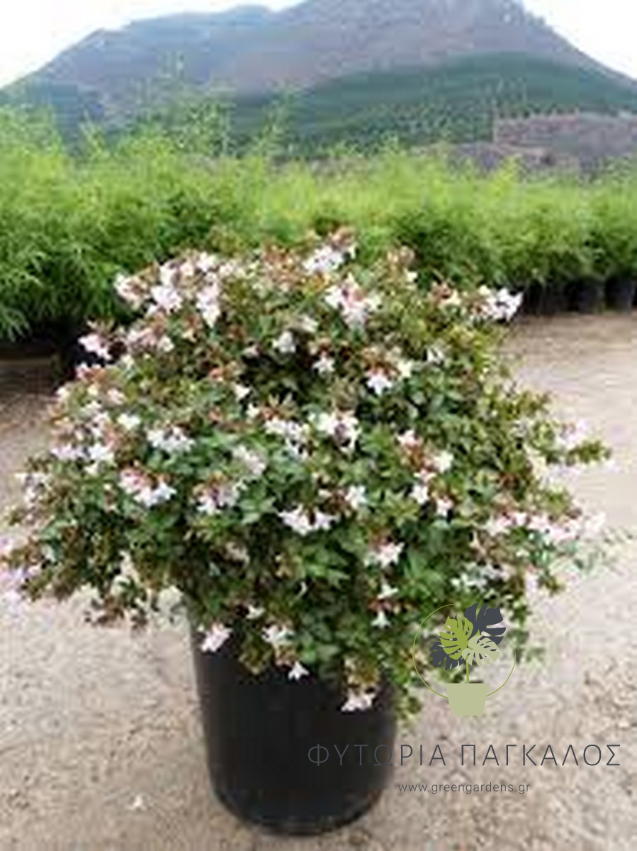 Αμπέλια (Abelia grandiflora) – Καλλωπιστικός Θάμνος με Άνθη - 10 lt